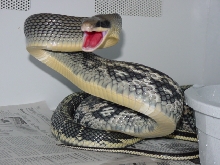 angry blue beauty snake