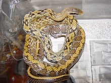 yunnanensis gravid female