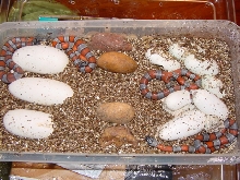 greyband hatchlings