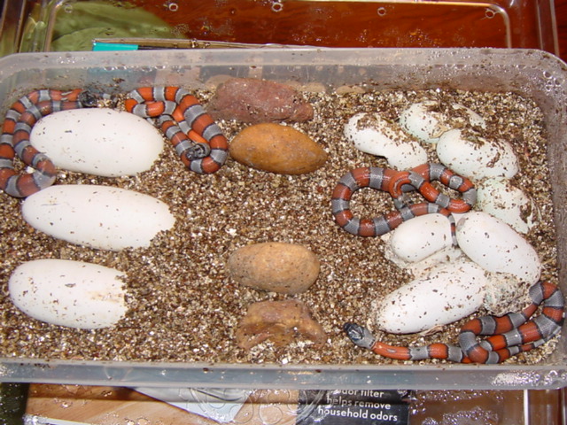 greyband hatchlings