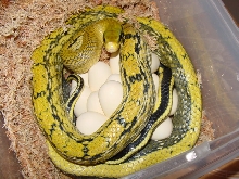 mocquards with eggs