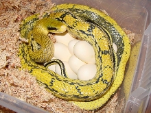 taeniura mocquardi with eggs