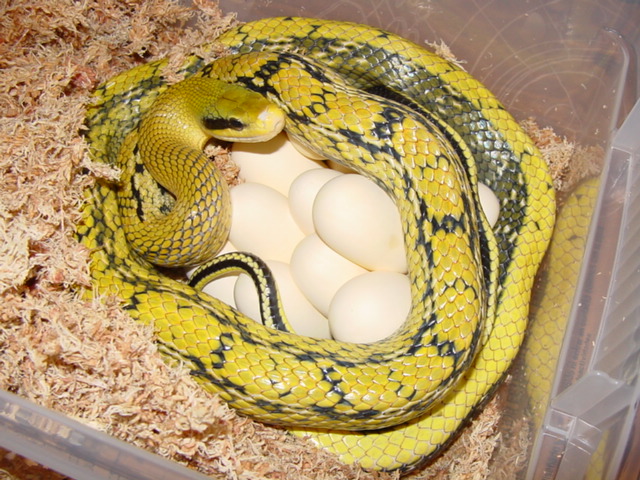 taeniura mocquardi with eggs