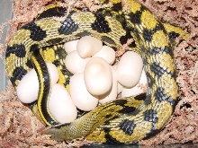 taiwan with eggs