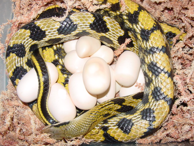 taiwan with eggs