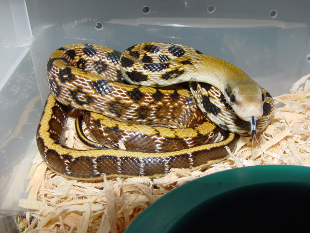 taiwan beauty hatchling