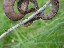 new amazon tree boa