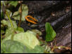 P.bicolor froglets