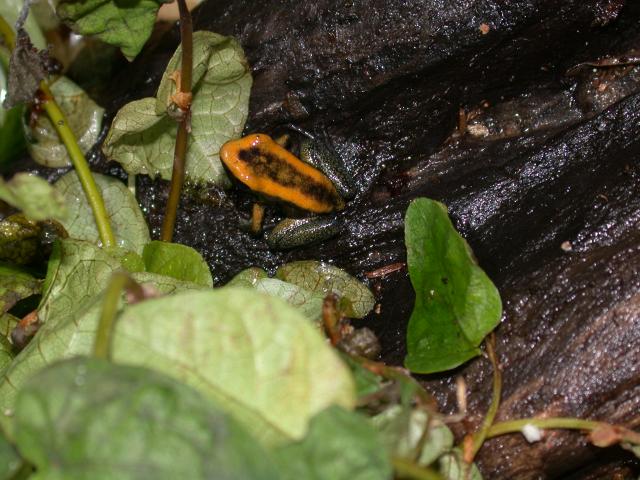 P.bicolor froglets