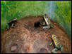P.terribilis (mint phase) froglets