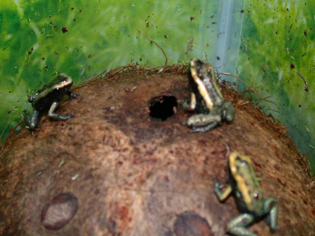 P.terribilis (mint phase) froglets