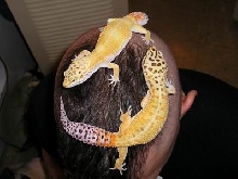 Geckos on the Brain