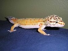 Rex