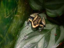 same terribilis froglet