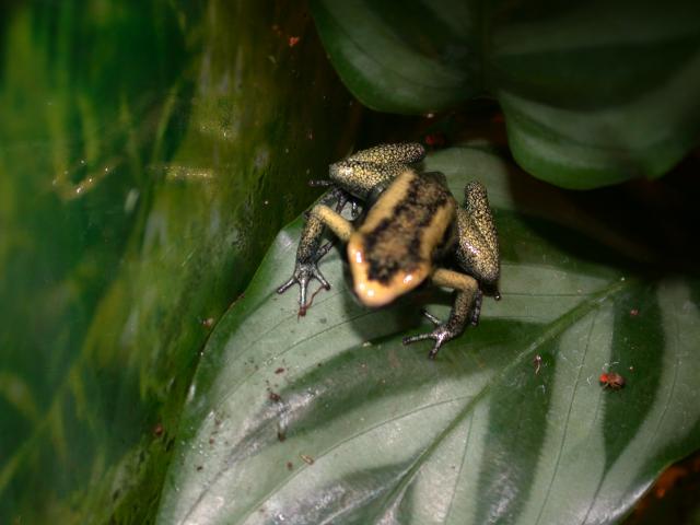 same terribilis froglet