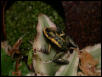 mint terribilis froglet
