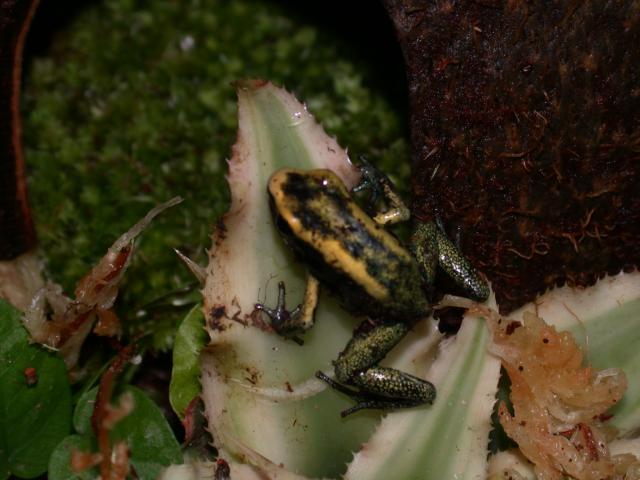 mint terribilis froglet