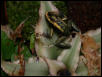 P.terribilis froglet