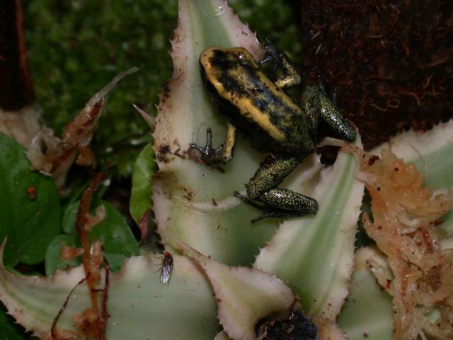 P.terribilis froglet