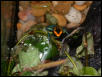 P.bicolor froglet