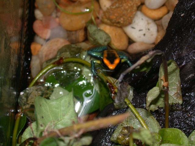 P.bicolor froglet