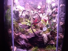 60 Gal. Hex for P.bicolor