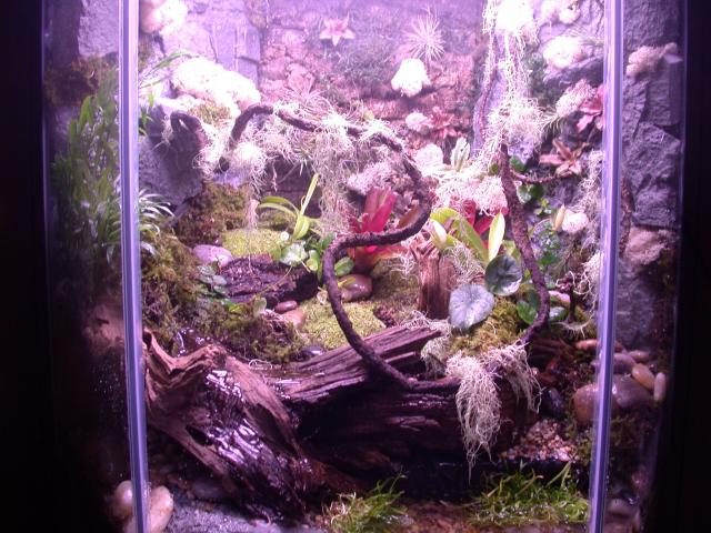 60 Gal. Hex for P.bicolor
