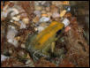P.bicolor