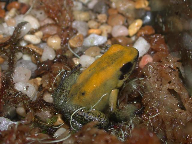 P.bicolor
