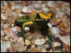 P. bicolor adult 2
