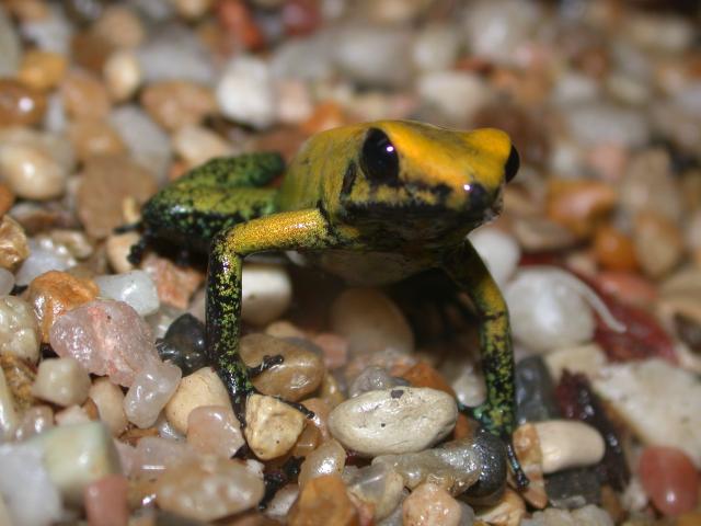 P. bicolor adult 2