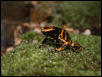 leuc on moss