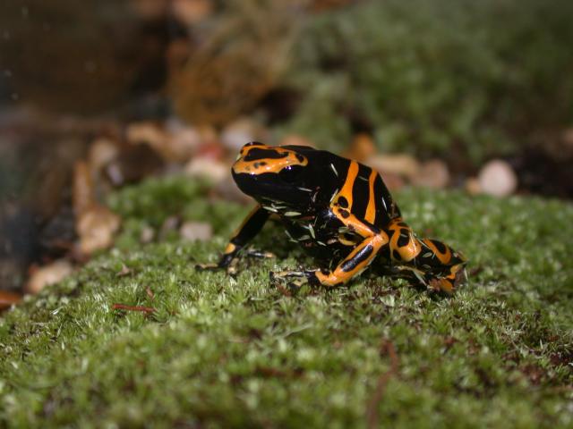 leuc on moss