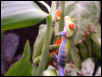 red eye's sharing some bamboo