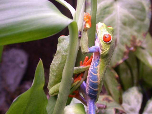 red eye's sharing some bamboo