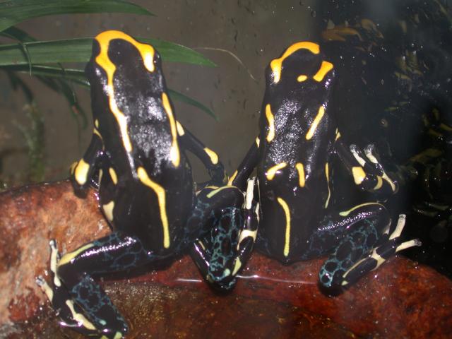 Alanis pair