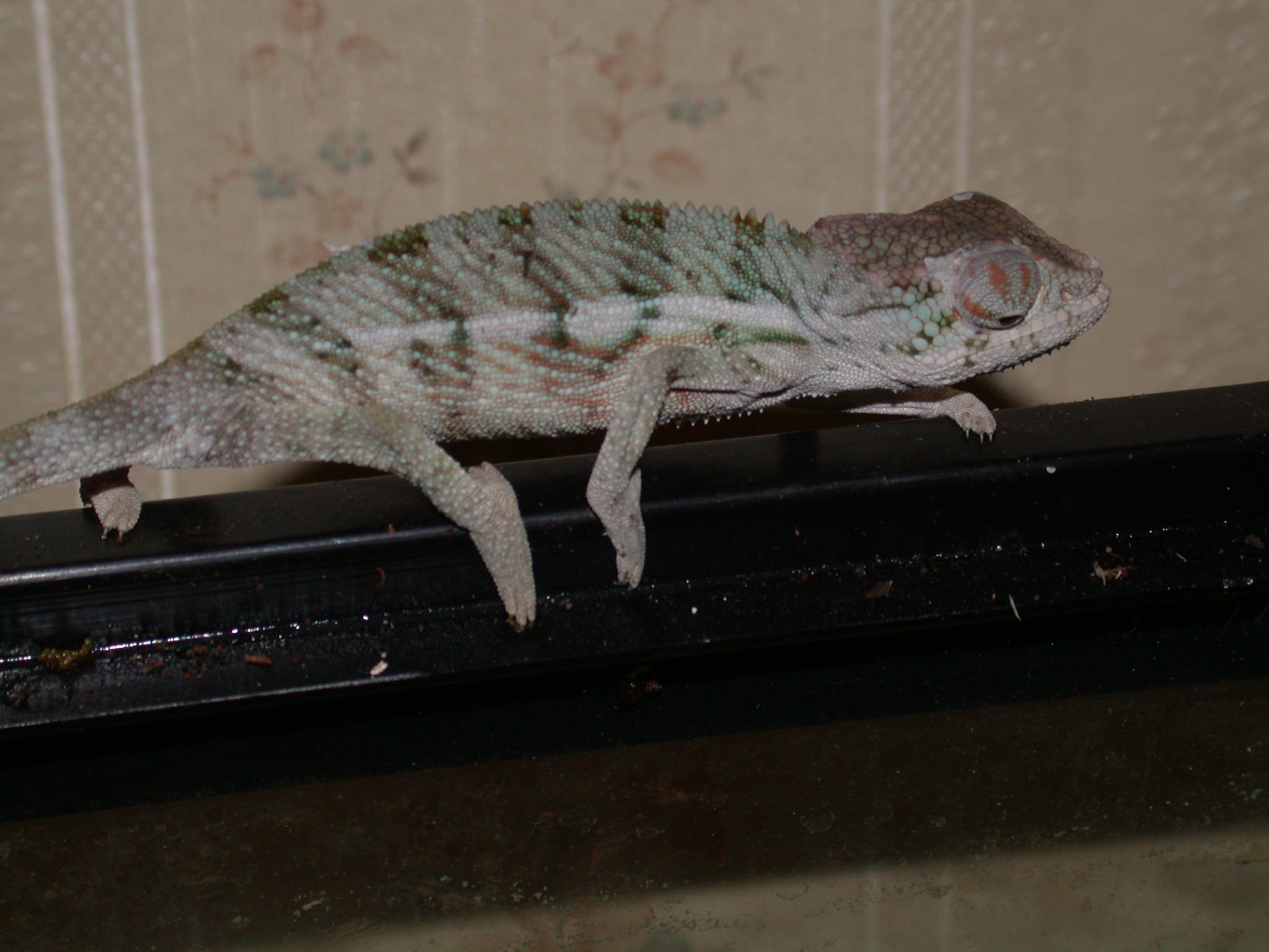 Baby Ambanja