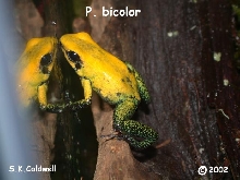 P. bicolor lookin' out