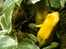 P.bicolor couple