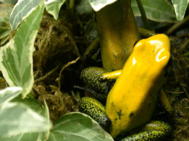 P.bicolor couple