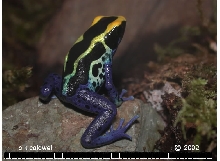 cobalt closeup
