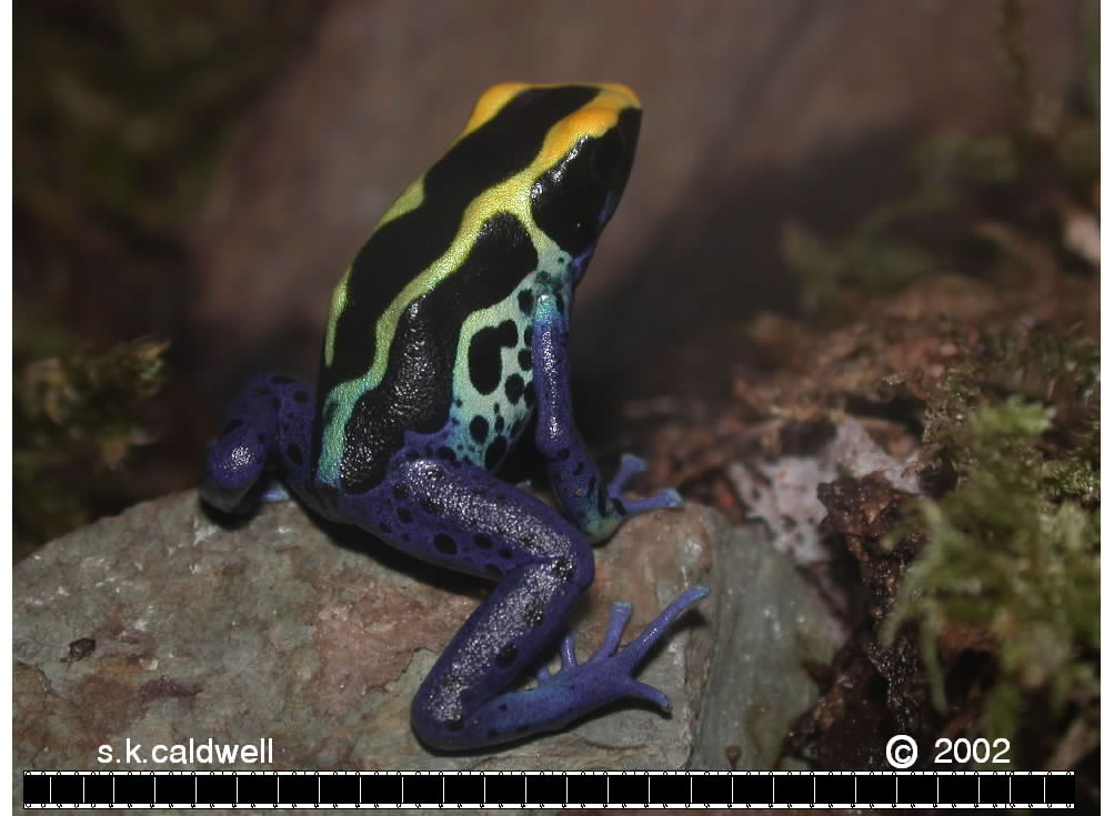 cobalt closeup