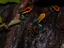 P. bicolor froglet