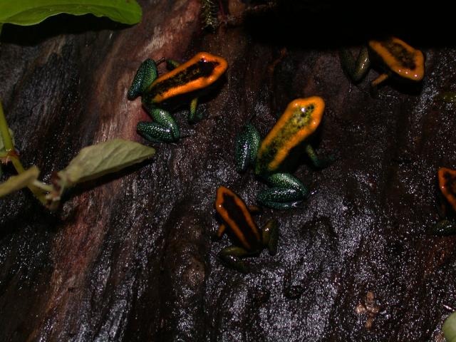 P. bicolor froglet