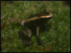 terribilis froglet
