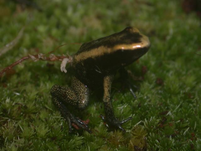 terribilis froglet