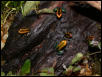 P. bicolor froglet