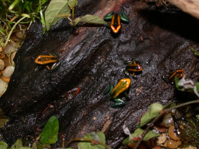 P. bicolor froglet