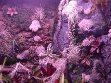 closeup of background