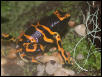 another leuc shot